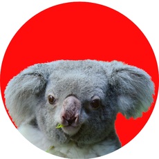Koala-Gruppenkarte_5.jpg